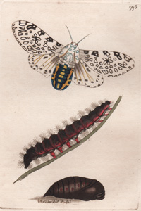 The Great Leopard Ermine Moth